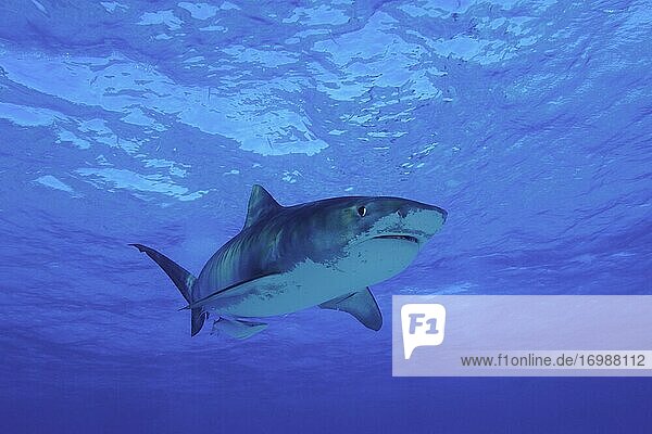 Tiger Shark (Galeocerdo cuvier)  Tiger beach  Atlantic Ocean  Bahamas  Central America