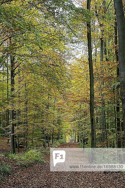 Waldweg im einem Buchenwald  Herbst  Hessen  Deutschland  Europa
