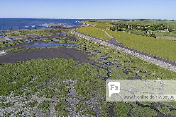 Salt marshes in front of the dike  coastal protection  Wadden Sea National Park  North Sea  North Friesland  Schleswig-Holstein  Germany  Europe