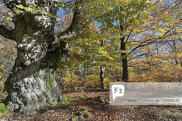 Alte Rotbuchen (Fagus sylvatica) im Herbst  Hutebuche  Hutewald Halloh  Hessen  Deutschland  Europa
