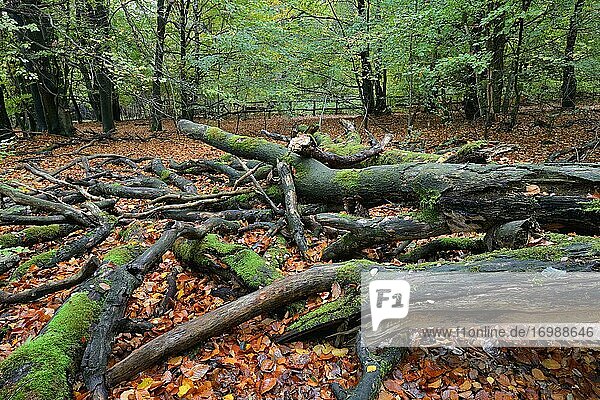 Alte umgestürzte Bäume  Totholz  Deutschland  Europa