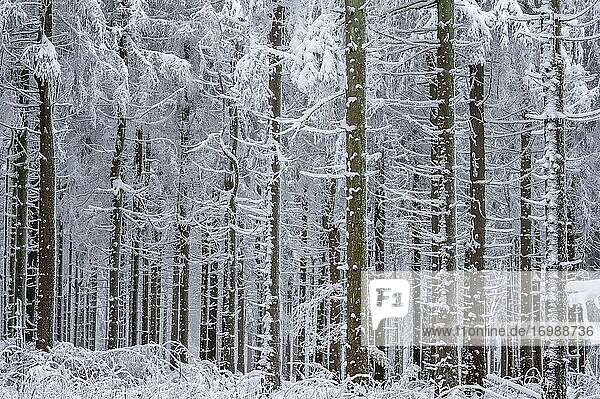 Tree trunks in snow  winter forest  Hesse  Germany  Europe