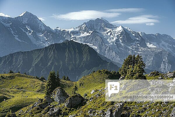 Schneebedeckte Berggipfel  Mönch  Jungfraujoch und Jungfrau  Jungfrauregion  Grindelwald  Kanton Bern  Schweiz  Europa