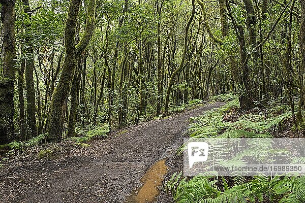 Waldweg im Lorbeerwald  Nationalpark Garajonay  La Gomera  Kanaren  Spanien  Europa