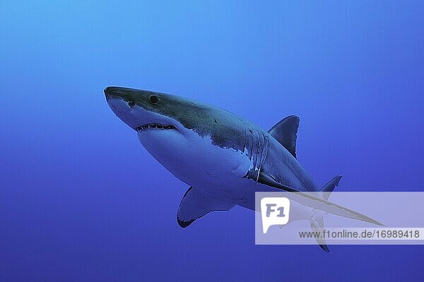 Great white shark (Carcharodon carcharias)  Isla Guadalupe  Pacific Ocean  Mexico  Central America