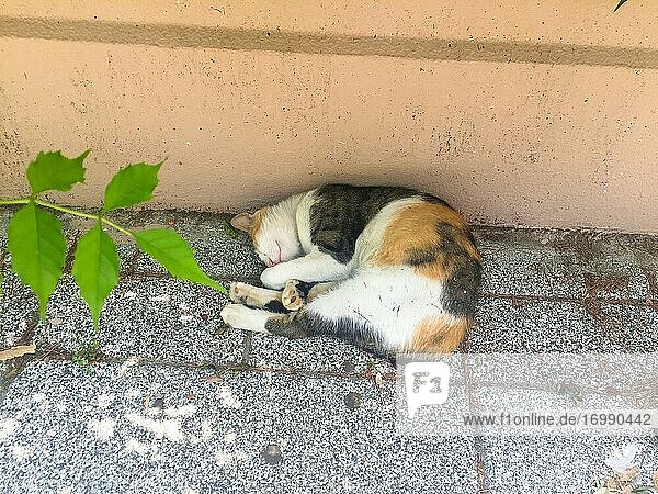 Eine Katze schläft vor einer Hauswand in der Stadt.