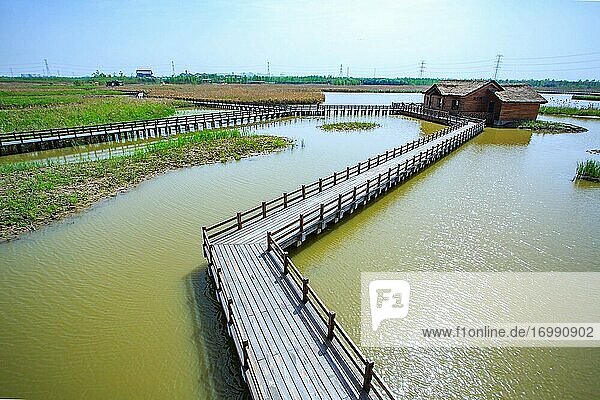 Hangzhou bay wetland