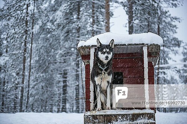 Husky-Schlittenfahrt  Torassieppi  Lappland  Finnland