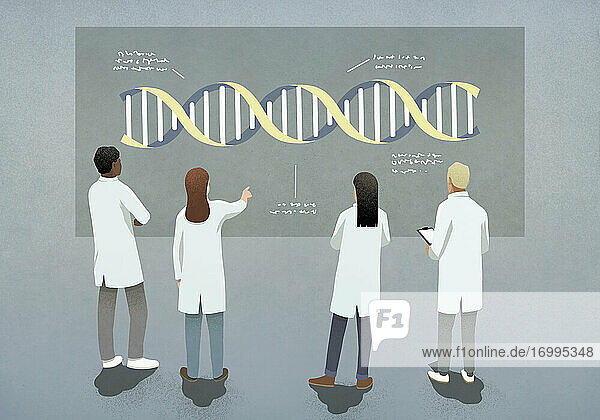 Wissenschaftler  die das Diagramm der DNA-Doppelhelix untersuchen und diskutieren