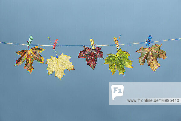 Bunte Herbstblätter hängen an der Wäscheleine