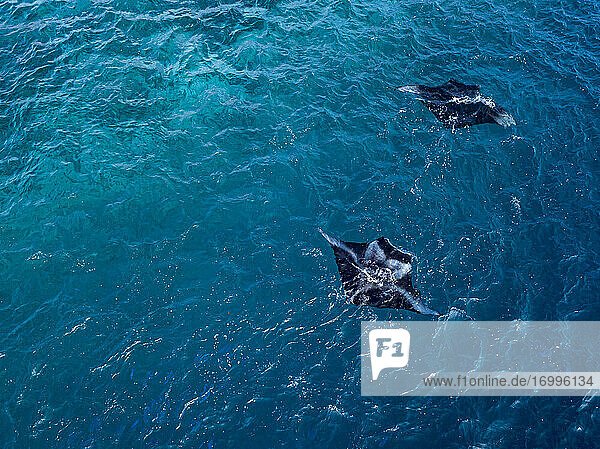 Sea Devils swimming in blue sea at Maldives