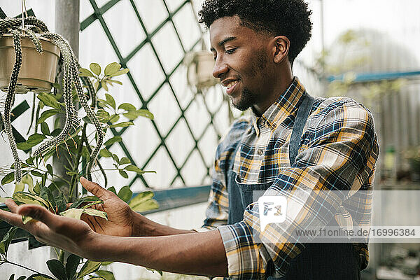 Smiling male botanist examining plant leaves at garden center