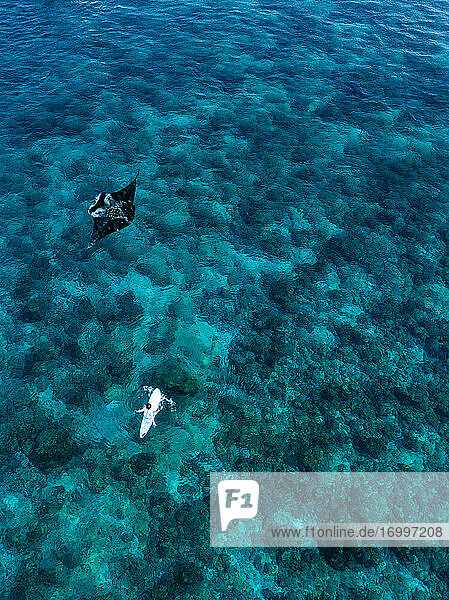 Aerial view of manta ray swimming beside lone surfer