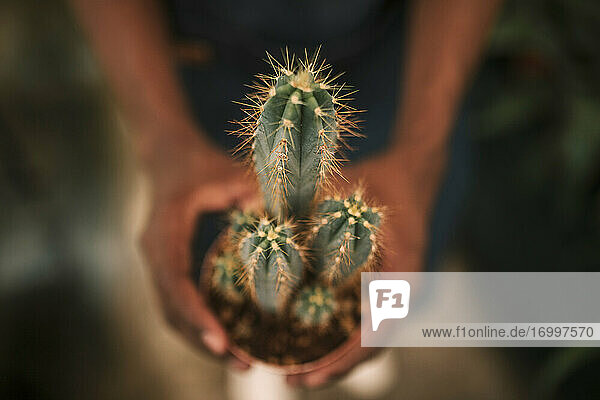 Hands of male botanist holding potted cactus at plant nursery