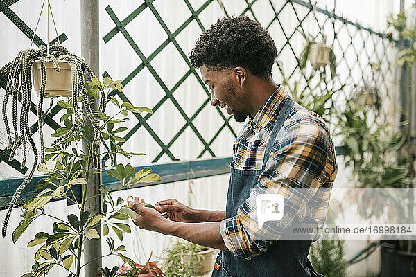 Smiling male farmer examining plant leaf at garden center