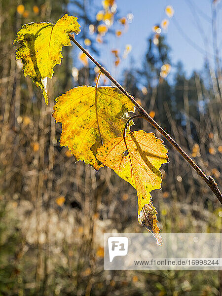 Zweig mit gelben Herbstblättern