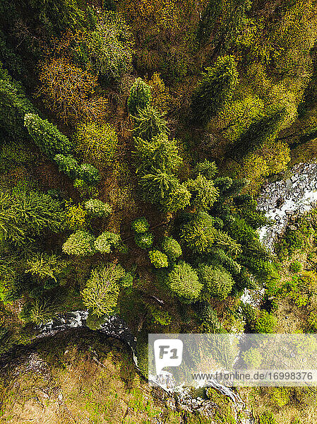 Drohnenansicht eines klaren Baches  der im Herbst durch einen Bergwald fließt