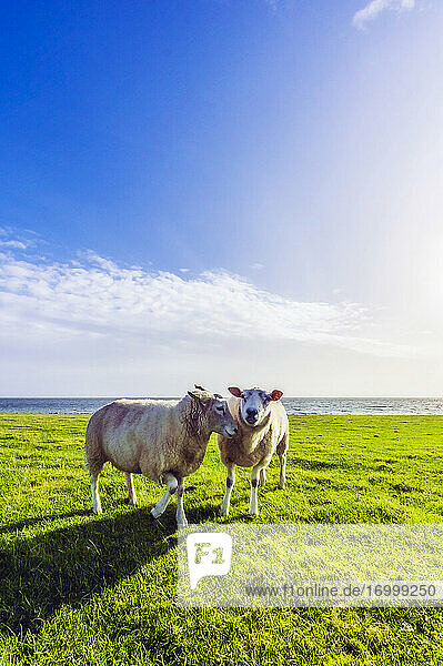Zwei Schafe auf einem Feld an einem sonnigen Tag
