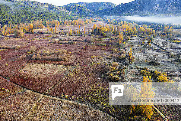 Aerial view of cultivated reeds in autumn
