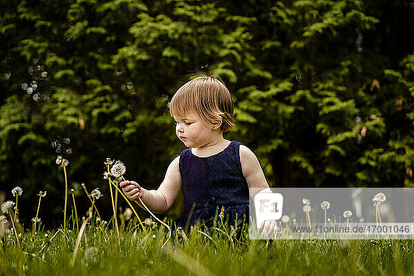 Cute girl picking dandelion seed while sitting on grassy land in park