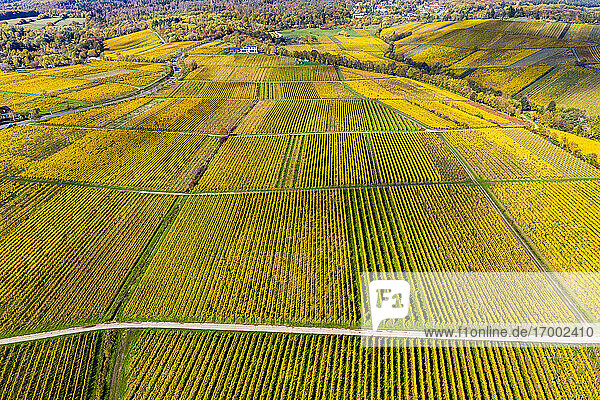 Deutschland  Hessen  Oestrich-Winkel  Blick aus dem Hubschrauber auf gelbe Weinberge im Herbst