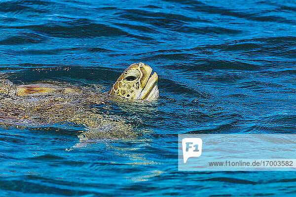 Schildkröte schwimmt im Wasser auf der Insel Huraa  Malediven