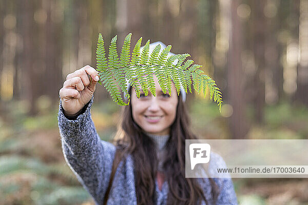 Lächelnde Wanderin  die ein Farnblatt in der Hand hält  während sie im Wald von Cannock Chase steht