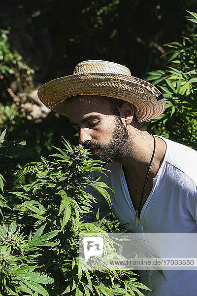 Junger männlicher Bauer riecht an einer Marihuanapflanze an einem sonnigen Tag