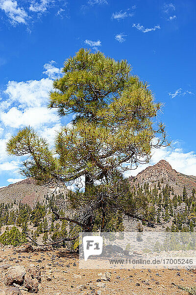 Pine tree at Teide National Park against sky on sunny day  Tenerife  Canary Islands  Spain
