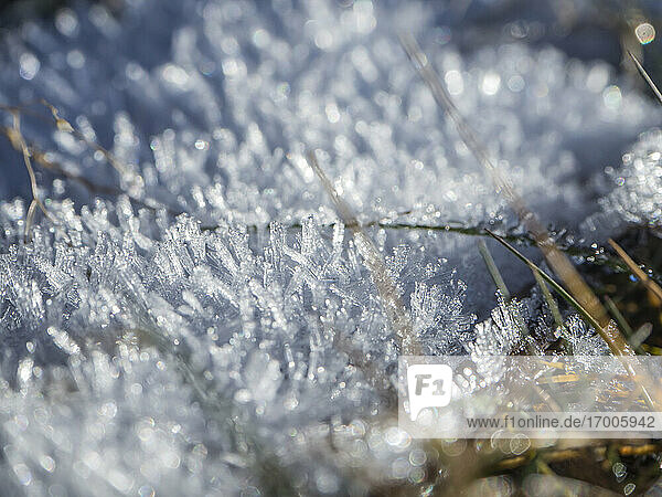 Frosted grass in winter