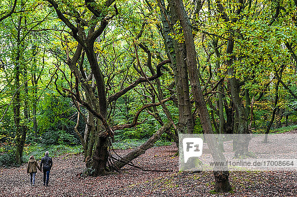 Buchenwald im Herbst  Fußgänger gehen durch die Bäume  Hampstead Heath  London  England  Vereinigtes Königreich  Europa