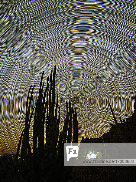 Orgelpfeifenkaktus (Stenocereus thurberi) bei Nacht, Organ Pipe Cactus National Monument, Sonoran Desert, Arizona, Vereinigte Staaten von Amerika, Nord Amerika
