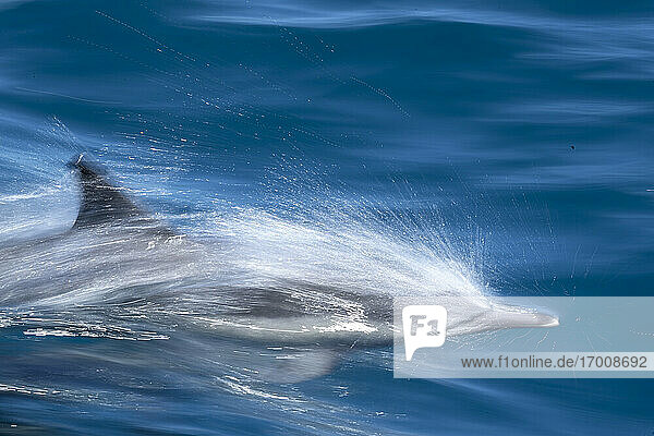 Bewegungsunschärfe des Langschnauzen-Delphins (Delphinus capensis)  Puerto Gatos  Baja California Sur  Mexiko  Nordamerika