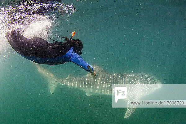 Young whale shark (Rhincodon typus)  being biopsied by researcher at El Mogote  Baja California Sur  Mexico  North America