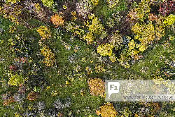 Luftaufnahme von Herbstbäumen  Baden-Württemberg  Deutschland