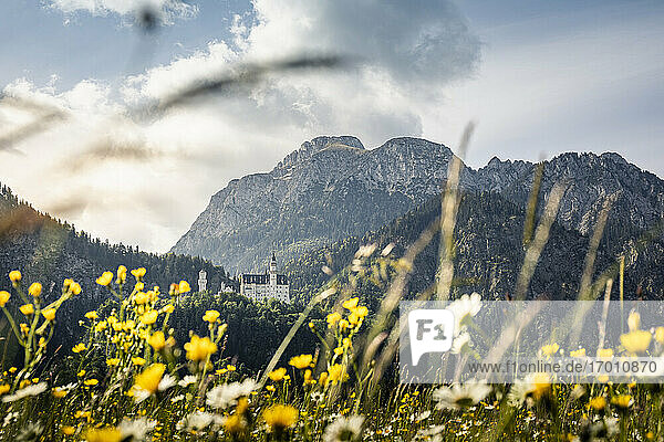 Deutschland  Bayern  Schwangau  Schloss Neuschwanstein und Berge mit gelben Blumen in der Wiese im Vordergrund