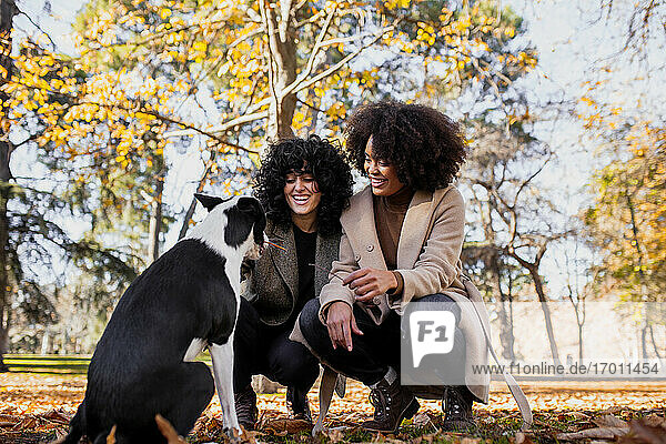 Junge Freunde lächelnd beim Spielen mit Hund im Park