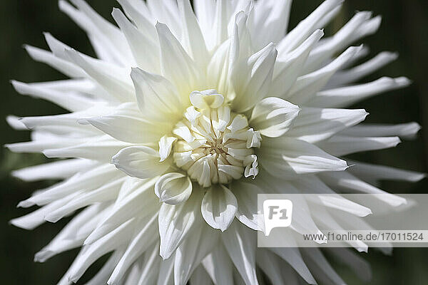 Head of white blooming dahlia flower