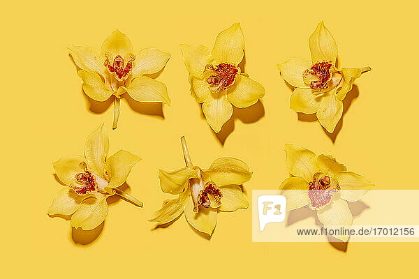 Studio shot of heads of yellow blooming orchid flowers