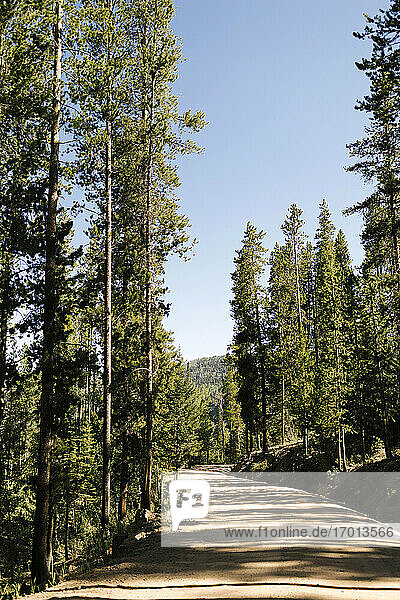 USA  Utah  Uinta National Park  Road trough forest in sunny day