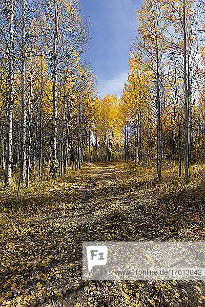 USA  Idaho  Sun Valley  Path through autumn forest with yellow trees