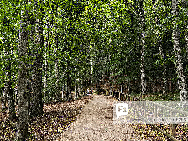 Gargano National Park  Foresta Umbra Nature Reserve  Italy  Gargano peninsula  Apulia  Foggia