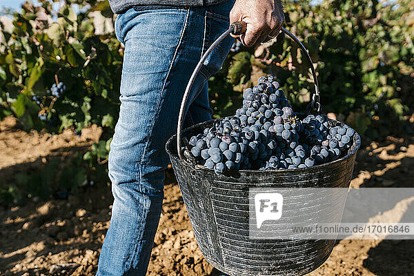 Man carrying bucket with black grapes while walking in harvest