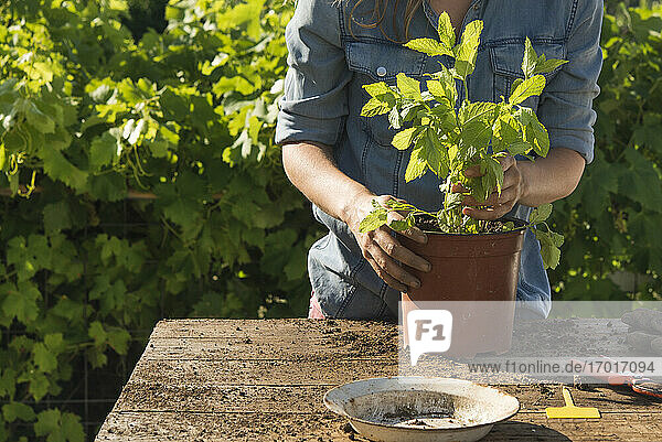 Frau überträgt Pfefferminze in Topfpflanze im Garten an sonnigem Tag