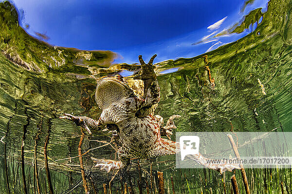 Erdkröte (bufo bufo) schwimmt im Weitsee