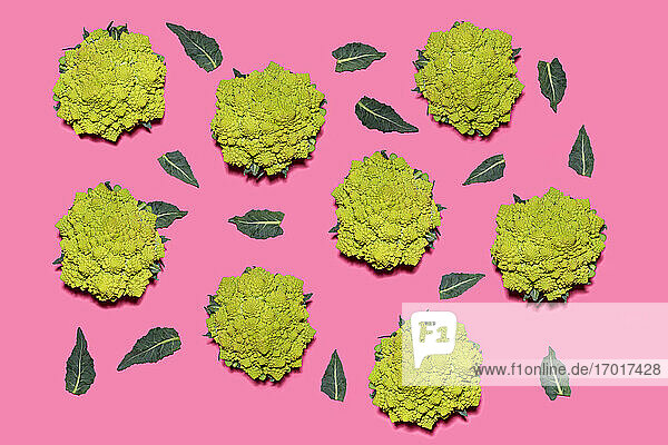 Romanesco cauliflowers against pink background
