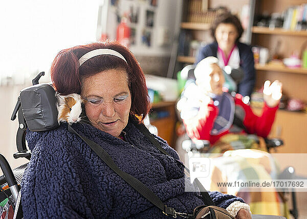 Ältere behinderte Frau mit Meerschweinchen im Rollstuhl sitzend im Rehabilitationszentrum