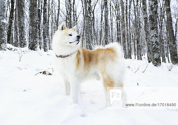 Akita inu dog looking away while standing in snow covered land