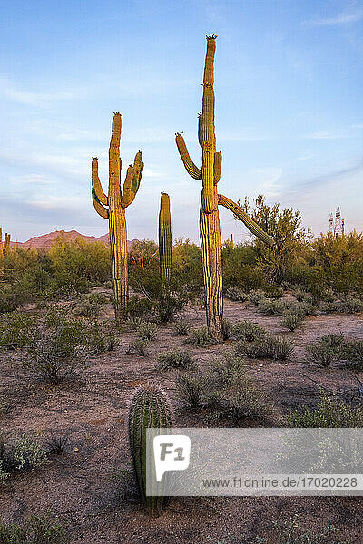 Saguaro-Kaktus auf dem Land gegen den Himmel in der Sonoran-Wüste  Arizona  USA