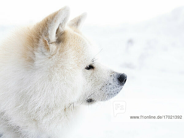 Akita Inu Hund schaut im Winter weg